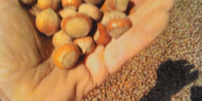 Vendo nocciole del mio frutteto, circa 6 tonnellate camuffate.