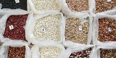Beans in assortment for sale Sale of beans. Wholesale