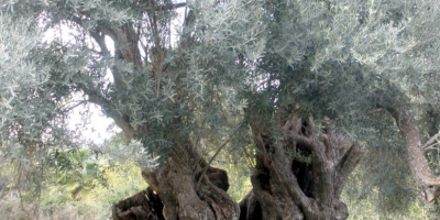 Natives Olivenöl extra von den alten Bäumen Kretas.