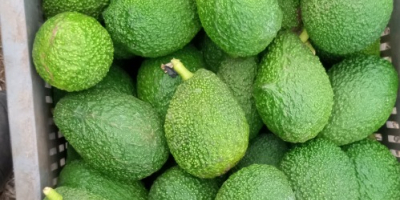 Marokkanische Avocado