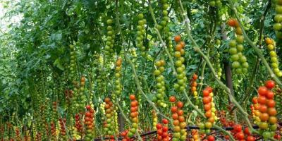 we are cultivating and selling different varieties fresh tomatoes