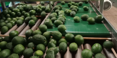 Good morning, We offer you Fuerte avocados from Tanzania