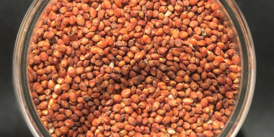RED MILLET Moisture: max 14% Foreign matter: max 2%