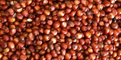Red Sorghum Moisture: 14% max Foreign matter: 2% max