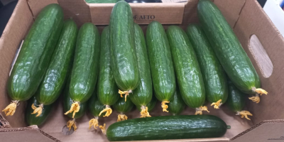 A leading producer of cucumbers on the eastern markets