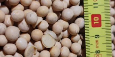 GMO soya from Ukraine Moisture up to 12% Protein