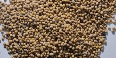 Soia OMG din Ucraina Umiditate până la 12% Proteine