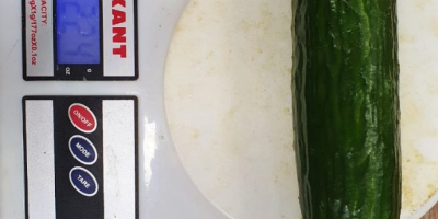 medium cucumber fruit smooth mass, standard with a flower.