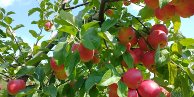We have 20 tons of Rubinstar apples for sale,