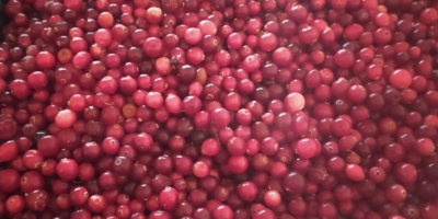 I will sell fresh cranberries from Belarus. Carton 10