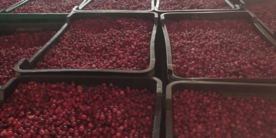 I will sell fresh cranberries from Belarus. Carton 10