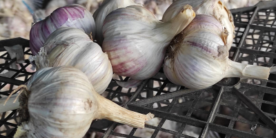 Ich verkaufe 500 kg Knoblauch geschnitten mit längerem Stiel