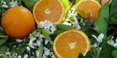 I will sell Spanish oranges from the Valencian community,