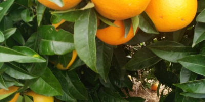 Sprzedam hiszpańskie pomarańcze ze społeczności Walencji, odmianę Navelina Fuji