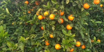 I will sell Spanish oranges from the Valencian community,