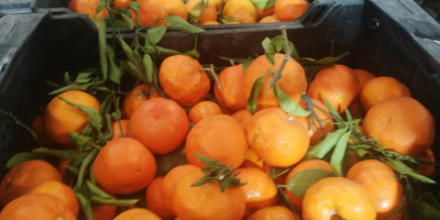 SELL INDUSTRIAL FRUITS FRESH TANGERINES, PRICE - AGRICULTURAL ADVERTISEMENTS, Agro-Market24