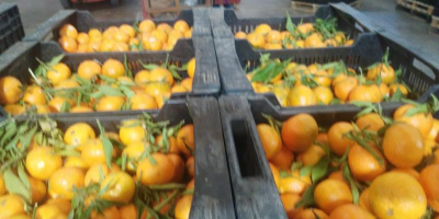 SELL FRESH FRUITS FRESH TANGERINES, PRICE - AGRICULTURAL ADVERTISEMENTS, Agro-Market24