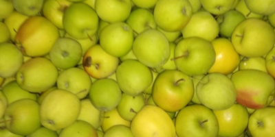 Good quality Gala Must, Golden Delicious and Idared (eco