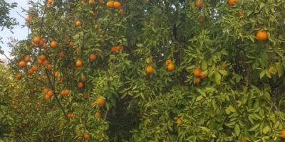 Avem in vanzare portocale, mandarine, lamai, grapfruit ! Tara