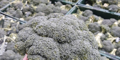 minden darab brokkoli 500 grammos 1 kg között ,