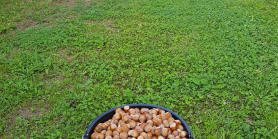 Vendo una nocciola della mia piantagione, raccolto 2021 pulito,