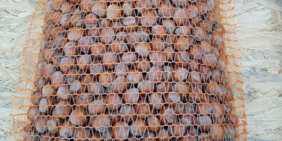 Vendo una nocciola della mia piantagione, raccolto 2021 pulito,