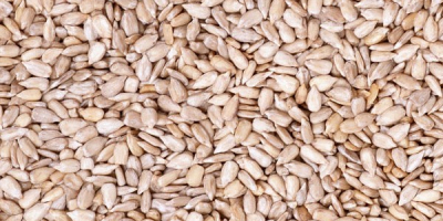 sunflower kernel seeds purity 99.9%