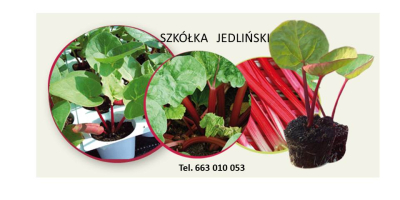 Pepiniera de rubarbă Jedliński oferă: - butași de rubarbă