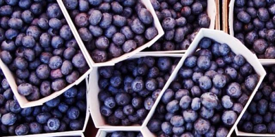 Blueberry Powder contain a small amount of vitamin C,