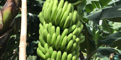 Frische Cavendish-Banane zum besten Großhandelspreis. Vor kurzem bieten wir