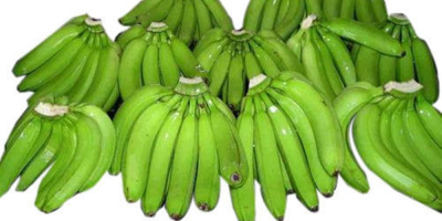 Frische Cavendish-Banane zum besten Großhandelspreis. Vor kurzem bieten wir