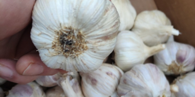 Hallo, ich biete polnischen Harnaś Knoblauch zum Verkauf an.