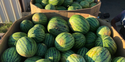 Watermelon is a popular fruit, used as cooling food