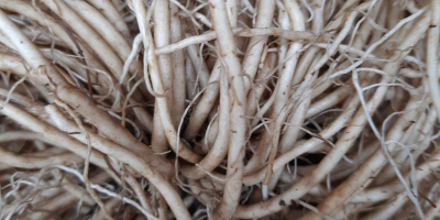 I will sell valerian root, washed, dried, packed in
