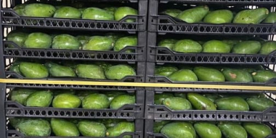 Avocado zu verkaufen, Mm 12-14-16 (250-320 gr), 1 Palette
