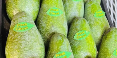 Авокадо на продају, мм 12-14-16 (250-320 гр), 1 палета