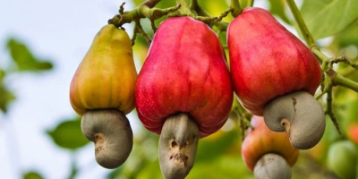 we have a large land of cashew nut in