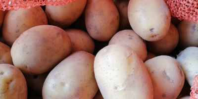 I will sell about 70 tons of consumption potatoes,