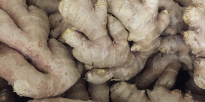 I will sell fresh Ginger. First class, packed in