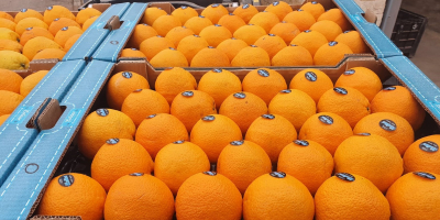 Spanish oranges for sale. The offer also includes other