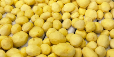 Peeled potatoes for sale (pallet quantities). Varieties: Excellency (light