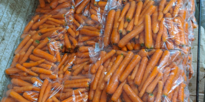 Vendiamo carote fresche di prima classe confezionate in