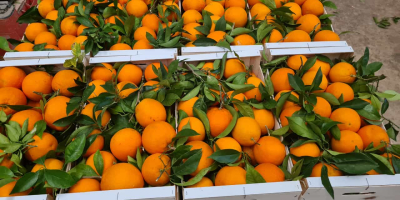 Spanische Orange zu verkaufen. Frische, süße und saftige Früchte.