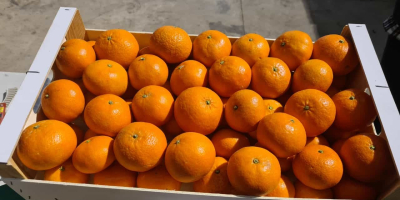 Vendita mandarini spagnoli. Il frutto è fresco, dolce, senza