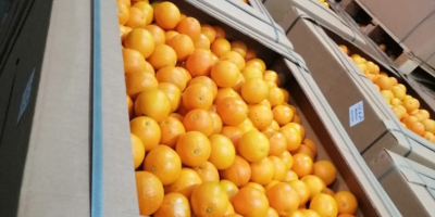 ***Binz Packing ***Valencia orange for juicing and processing ***Brix+10 600kg*40 binz*20 pallet (24 tons) ***Special prices ***Fresh: Strawberry, Orange, Grapes, Pomegranates, Mango ***Vegetables: Onion, Garlic ***Frozen: Strawberry, Pomegranates, Mango ***Foods: Olive, Olive Oil, Pasta ***Contact: Dragan Ivanovic mtel@europe.com WhatsApp available +38162512898