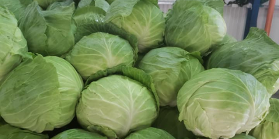Cabbage Top Quality EXPORT Info +38165 436 2834 Viber,