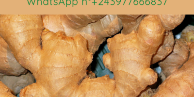 Organic and high quality Ginger straight from villagers farms