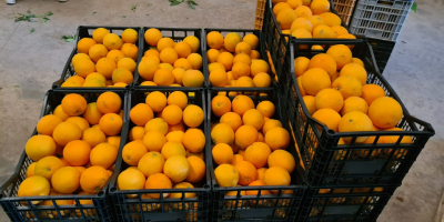 Verkaufe spanische Navelina L7 Orangen. Frische, süße und saftige