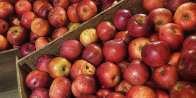 Idared ecological apples for sale (certified). From the cold