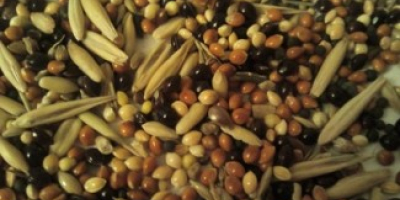 I will buy beans, flax (brown, golden), sorghum, millet.